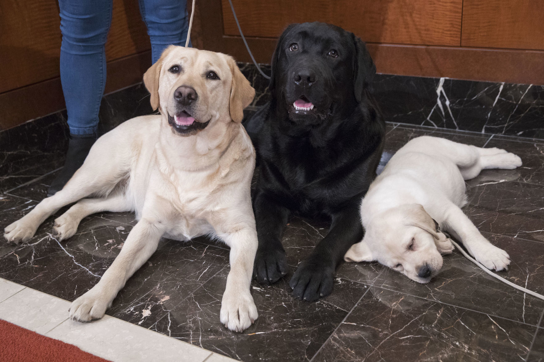1. Labrador retrievers